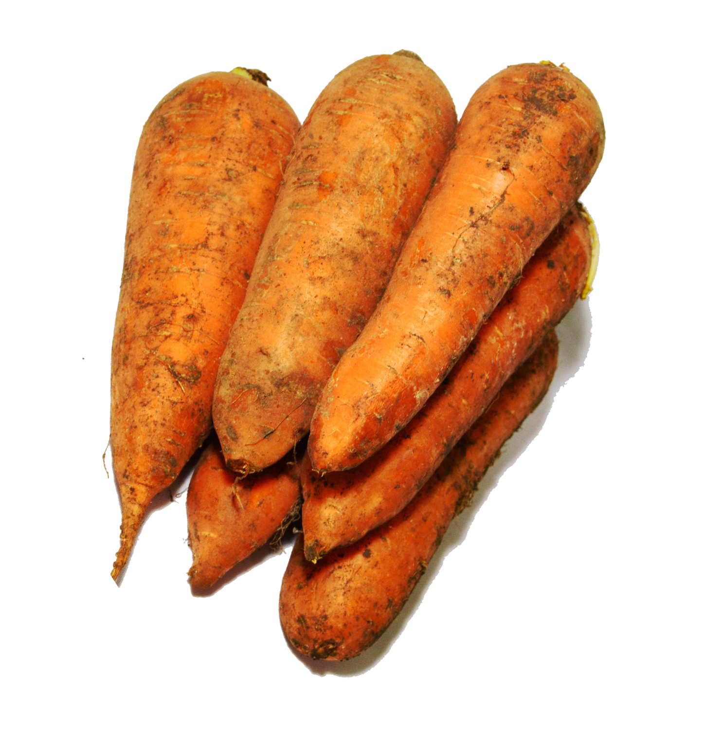 Морковь Отечественная